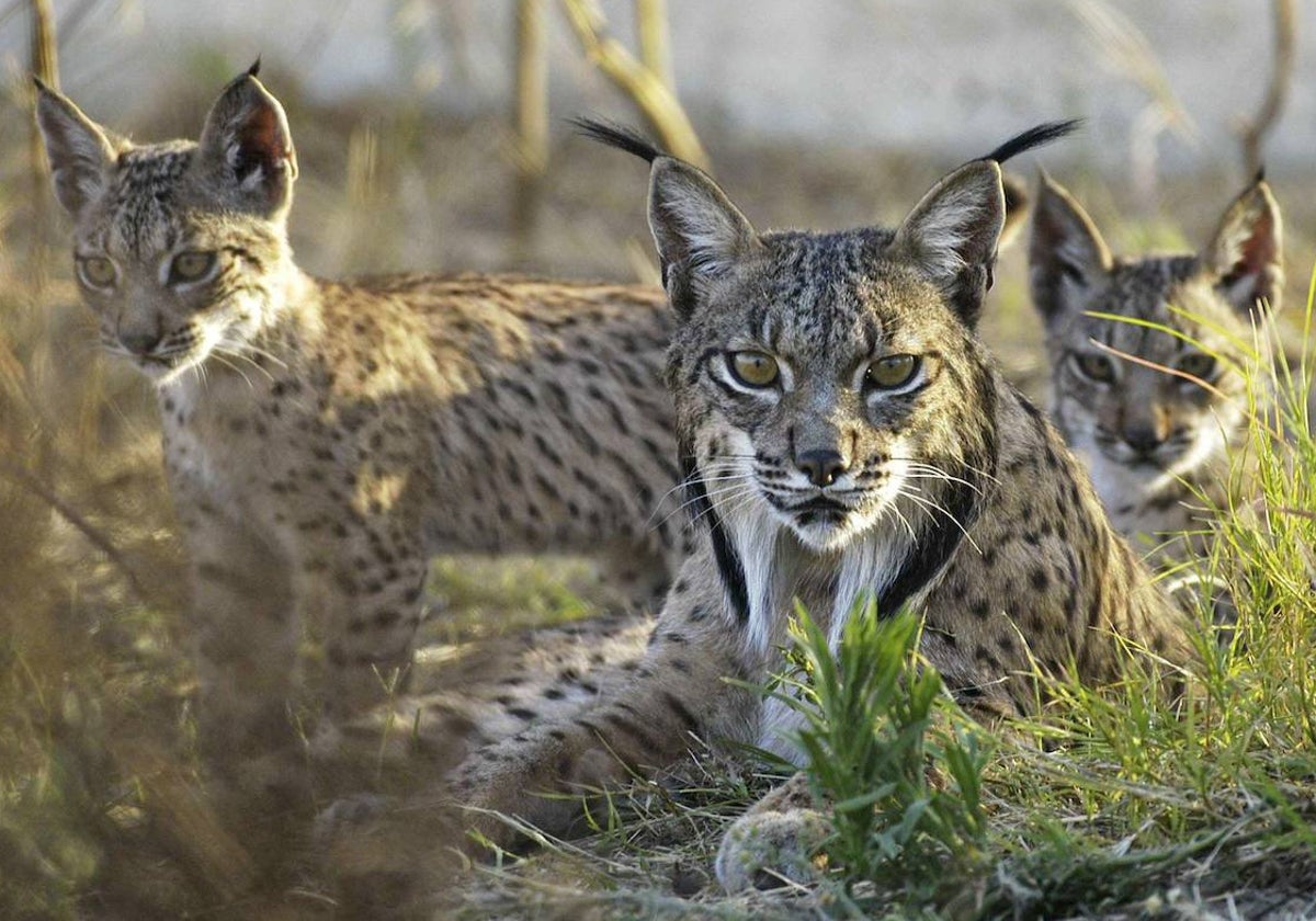 Tres ejemplares de lince ibérico.