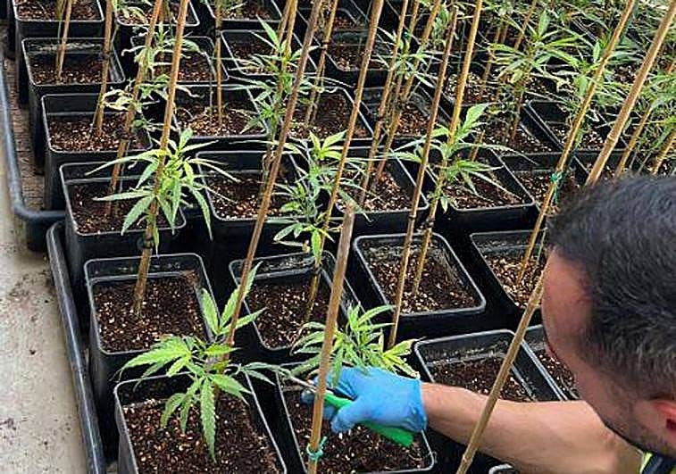 Plantas de marihuana halladas en una nave de Mérida.
