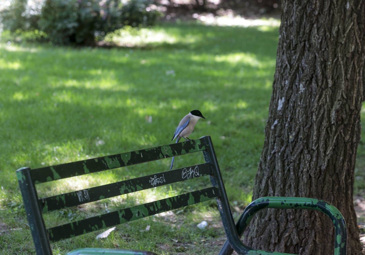 Imagen de un rabilargo, pájaro territorial y que protege a sus crías, en un banco del Parque del Príncipe.