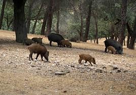 Cada vez es más frecuente ver jabalíes en las ciudades.