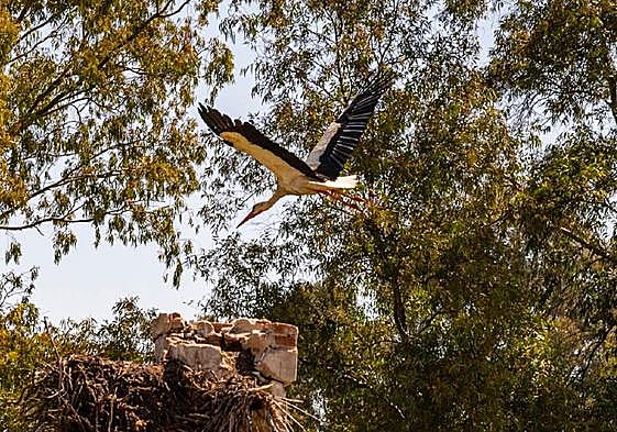 Confederación del Guadiana actuará en Los Canchales para acoger avifauna