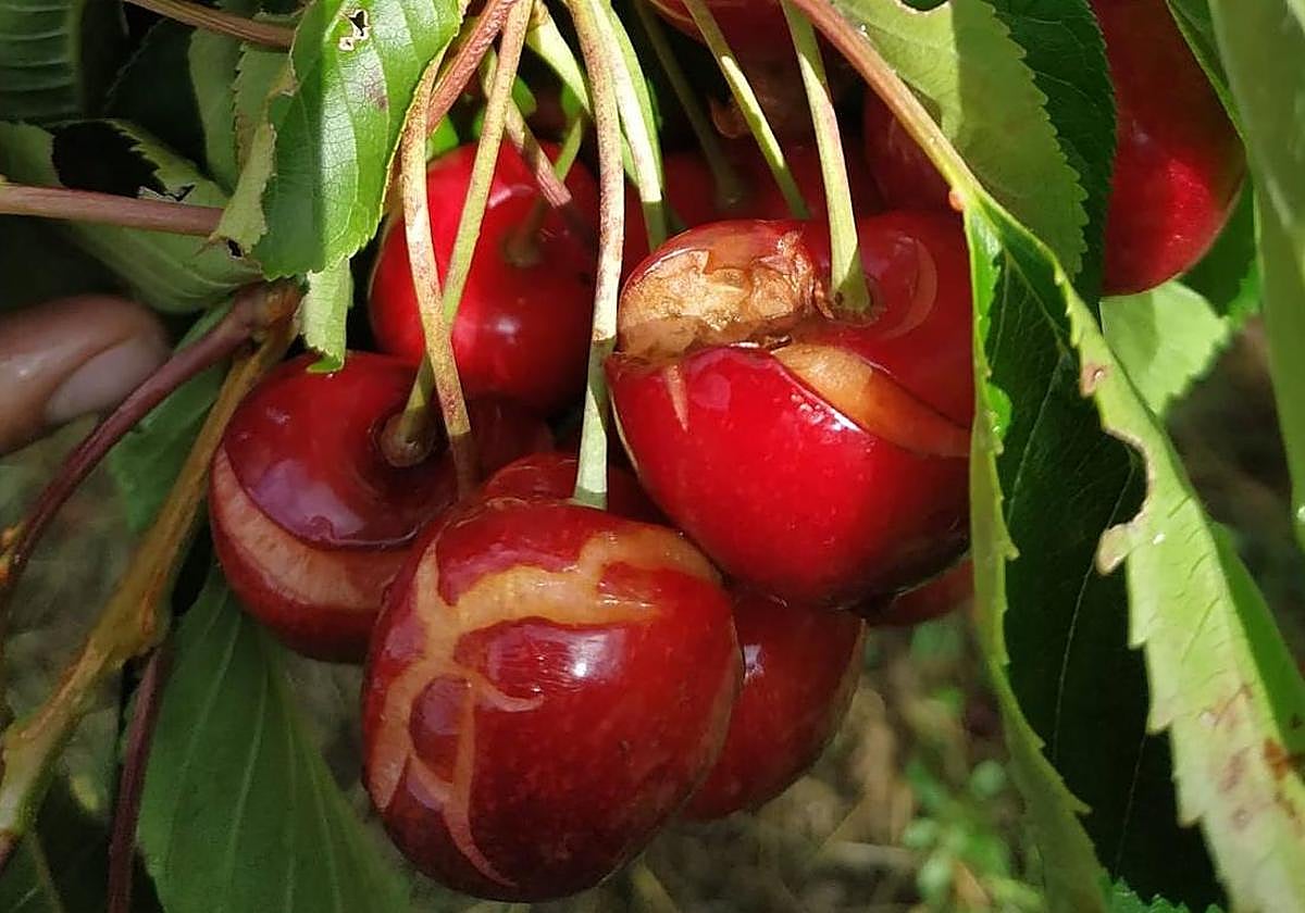 Cerezas dañadas por el temporal.
