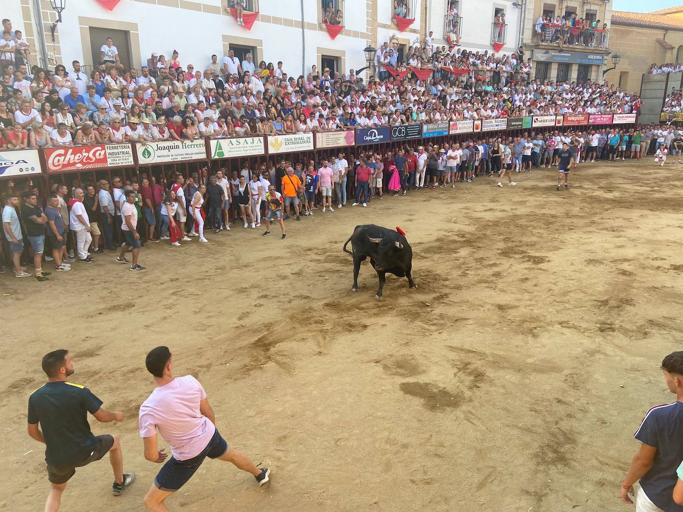 El último encierro de los Sanjuanes de Coria, en imágenes