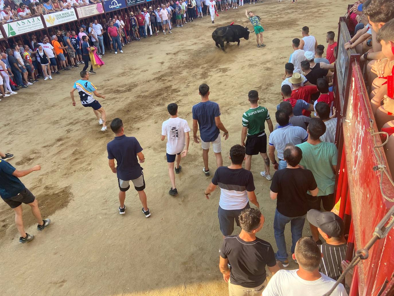 El último encierro de los Sanjuanes de Coria, en imágenes