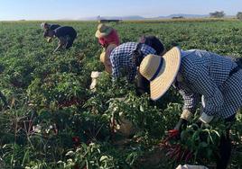 Trabajadores del sector agrario en Extremadura.