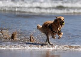 Un perro disfruta del agua en la playa de San Lorenzo de Gijón