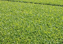 La notificación de resoluciones de pago de prórroga es del séptimo año de compromiso.