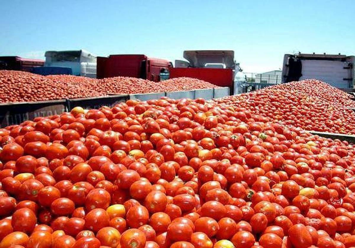 Imagen de archivo de la campaña de transporte de tomate.