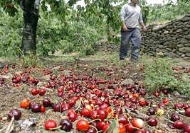 Cerezas afectadas por la lluvia en el Jerte.