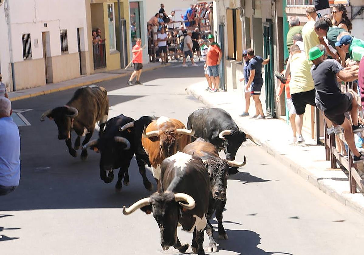 Imagen del primer encierro de Moraleja.