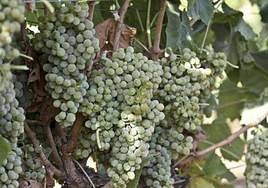 Vid con uva tinta en Arroyo de San Serván poco antes de cosecharse.