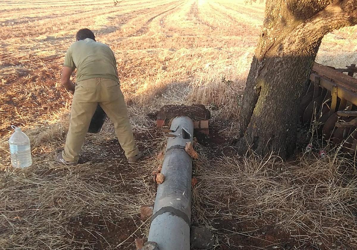 Refugio para las liebres.