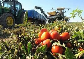 Imagen de archivo de una recogida de tomates durante la pasada campaña.