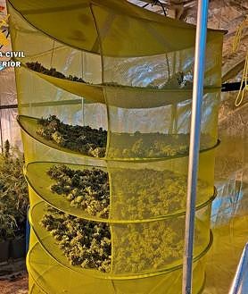 Imagen secundaria 2 - Imágenes de los invesnaderos y el secadero.