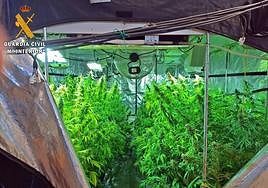 Imagen de la plantación desmantelada.