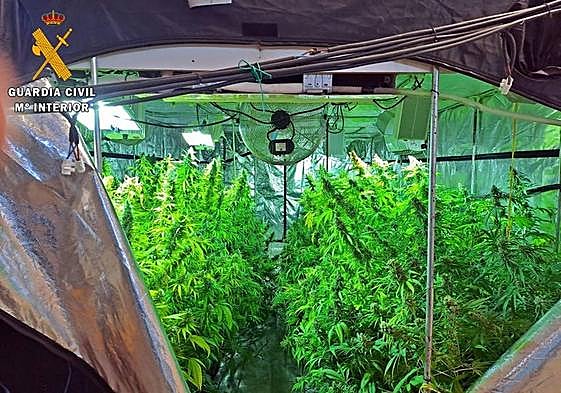 Imagen de la plantación desmantelada.