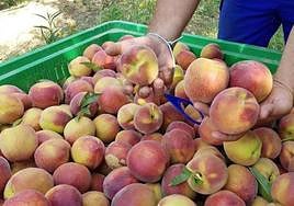 Imagen de archivo de una jornada de recolección de fruta de hueso extremeña.