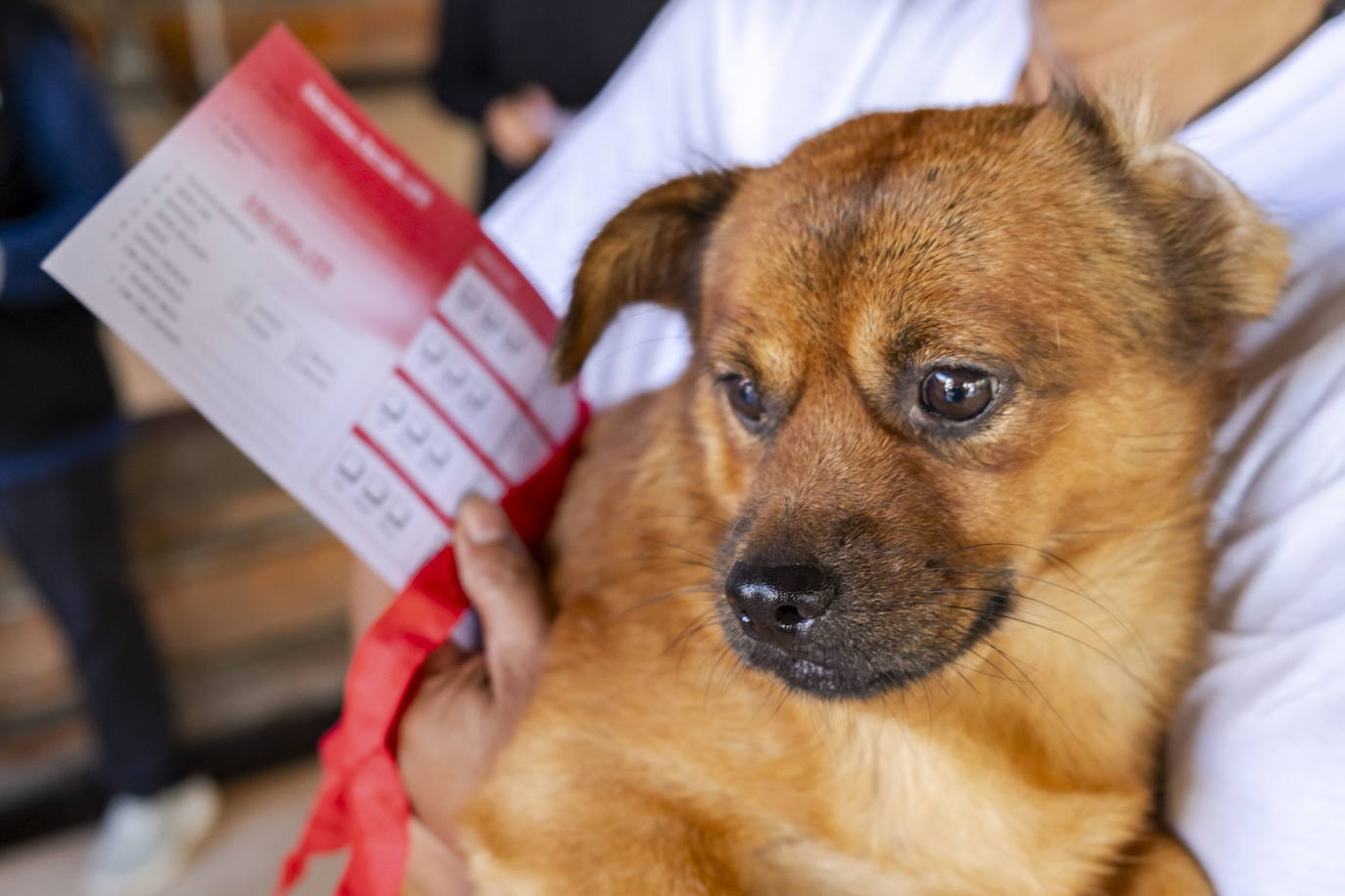 Cómo calmar a nuestras mascotas ante ruidos de petardos y fuegos artificiales