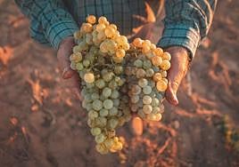 Comienza la vendimia más «madrugadora» de la historia