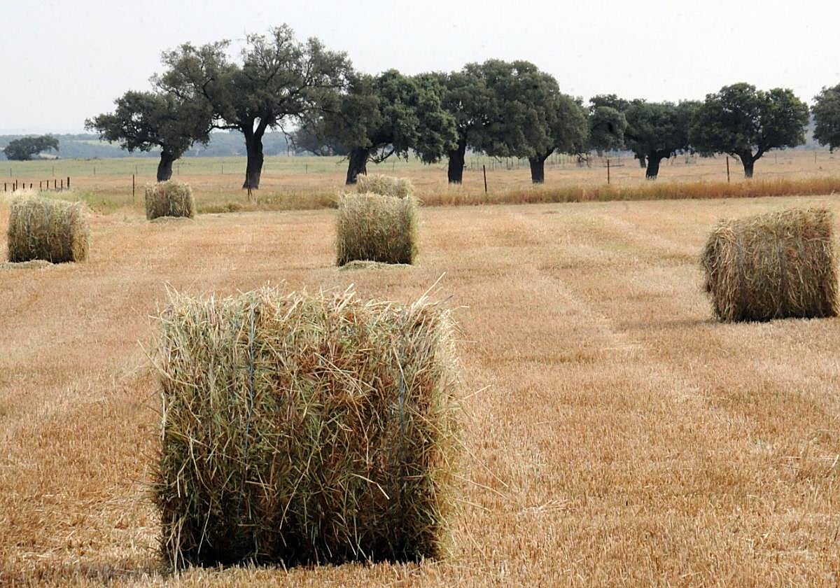 La cosecha de cereal ha sido un 48% más reducida que la campaña pasada.