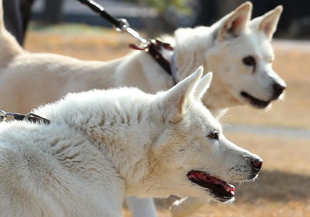 Así es el seguro obligatorio que tendrás que hacerle a tu perro a partir de septiembre