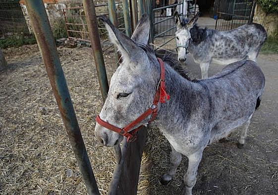 En primer término, los dos burros en la finca de la RIbera del Marco de Cáceres donde están acogidos.