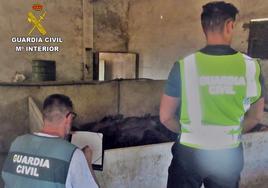 Investigan a dos ganaderos de Barcarrota y a otro de Portugal por comprar ganado robado