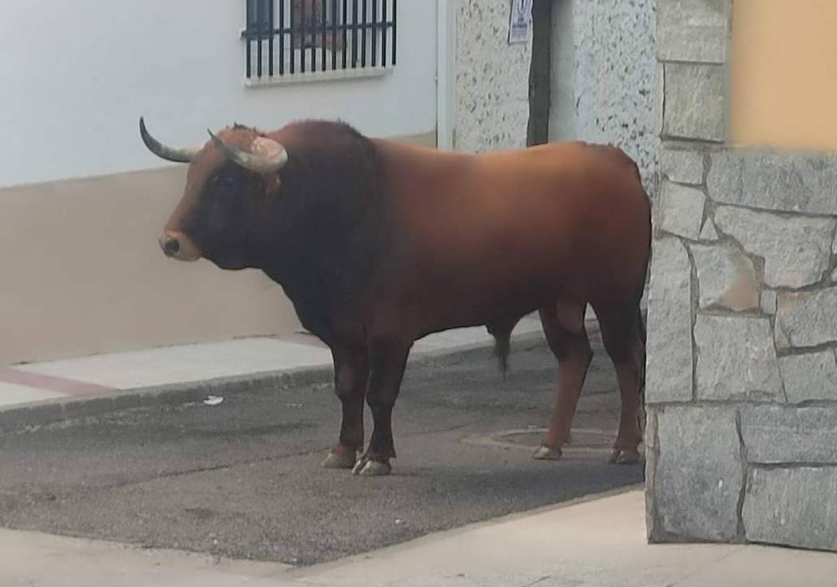 Toro que corneó al hombre el domingo tarde en Morcillo.