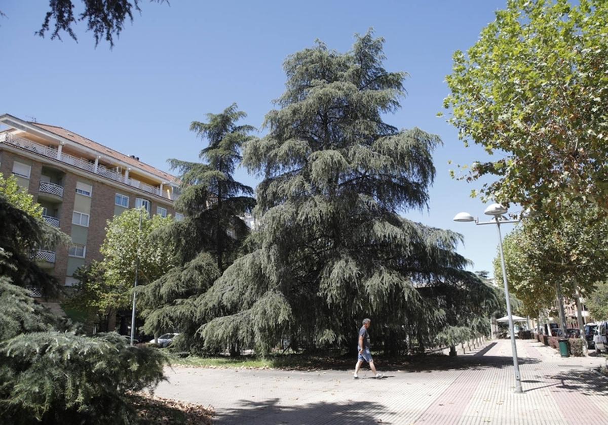 La joven de 17 años fue agredida debajo de un enorme árbol con ramas bajas, en la avenida de París