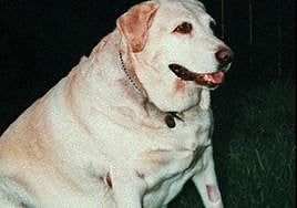 Cómo saber si mi perro está demasiado gordo: Signos de obesidad