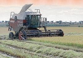 Agricultura inicia este lunes la campaña contra la pudenta del arroz en Extremadura