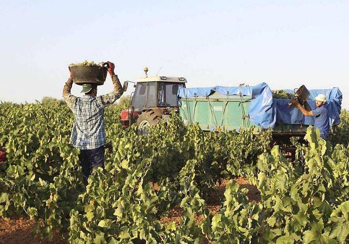 Trabajadores en una campaña de recogida en Extremadura.