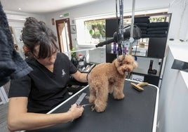 Susana Izquierdo, estilista canina, trabaja en la peluquería para perros y gatos Cosmopolican, que acaba de abrir sus puertas en la calle Viena de Cáceres.