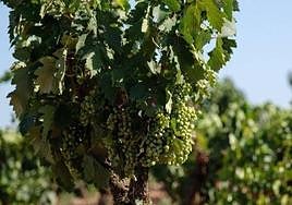 Imagen de archivo de uvas para cava en una finca de Tierra de Barros.