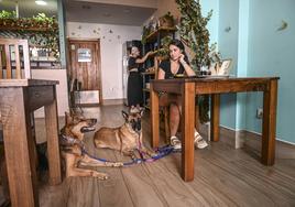 Una clienta de El Laurel, Isa, comiendo con sus perras Yara Nela. Laura Avilés, responsable de sala y amante los animales, al fondo.