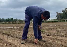 Replantación en una finca tras unas precipitaciones esperadas.