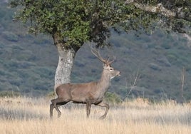 Un ciervo, en el parque nacional.