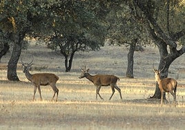 ¿Por qué se debe permitir la caza mayor en Monfragüe?