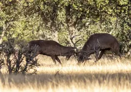 Dos ciervos pelean en la época de berrea, en la que ya está inmersa el parque nacional.