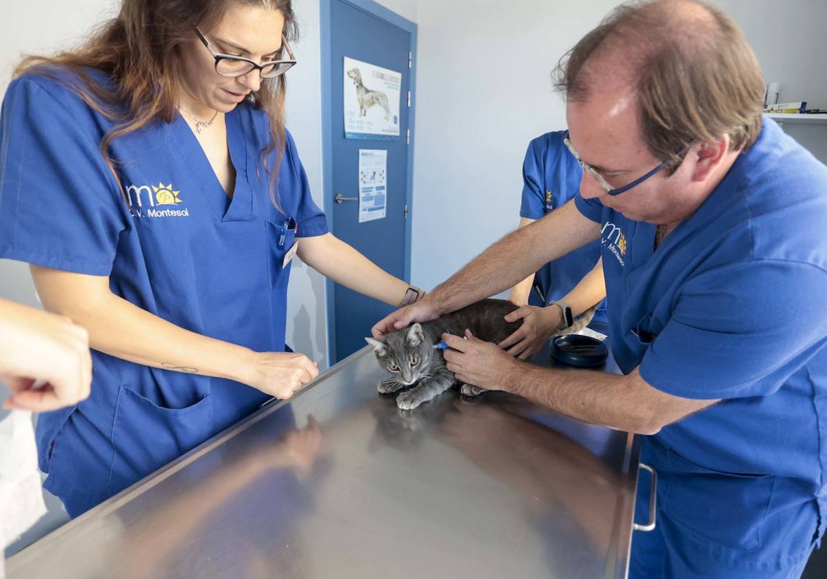 Borja Durán, veterinario y dueño de la clínica Montesol, coloca un microchip a un gato.