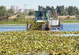 Dos años después, el 'Manatí' regresa al río para cortar la planta invasora hasta finales de octubre.