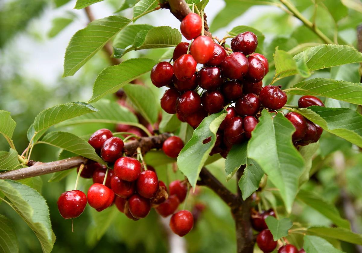 Beneficiaries of direct aid for cherries published