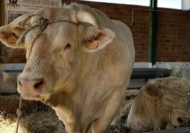 Ganado vacuno de raza Charolés.