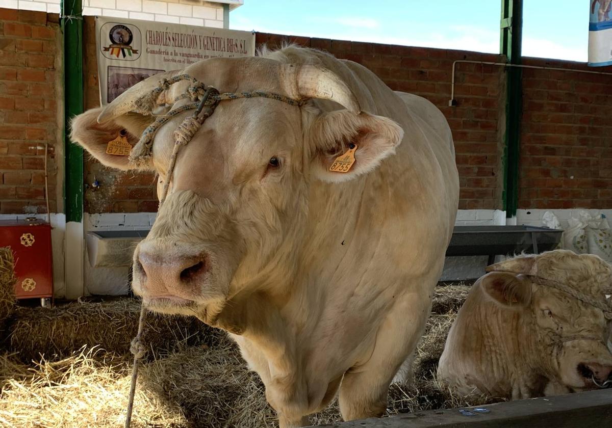 Ganado vacuno de raza Charolés.