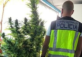 Planta de marihuana localizada por la Policía Nacional.