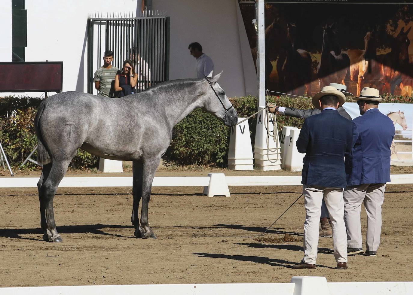 La Feria Ganadera de Zafra 2023, en imágenes (II)