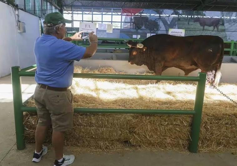 2.200 cabezas de ganado se exhiben en la Feria de Zafra