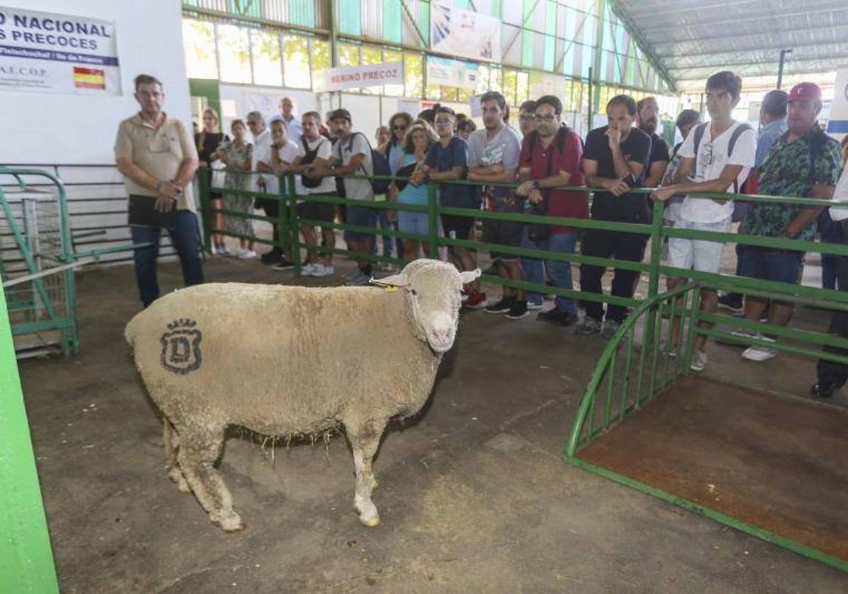 La Feria Ganadera de Zafra, en imágenes (I)