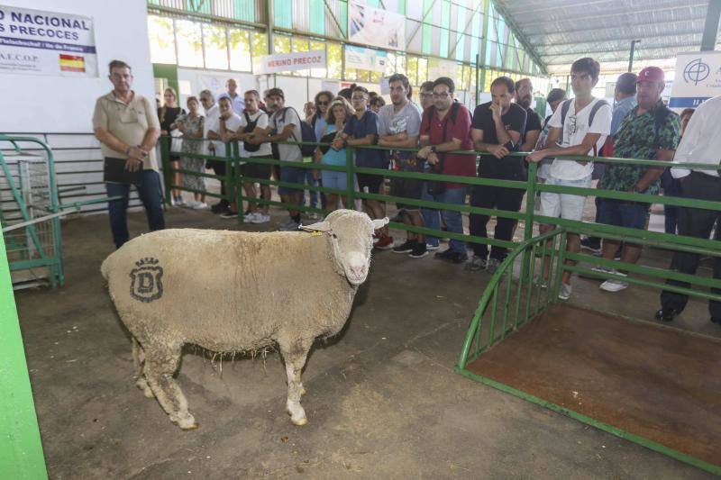 La Feria Ganadera de Zafra, en imágenes (I)