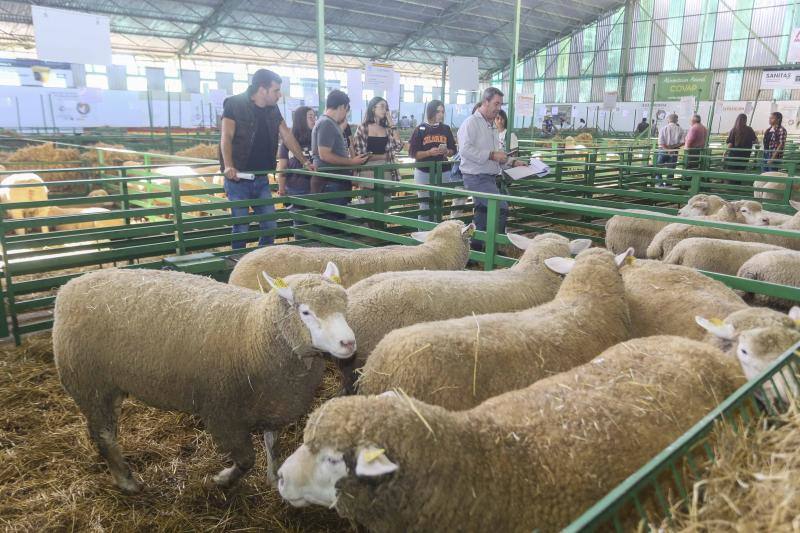 La Feria Ganadera de Zafra, en imágenes (I)